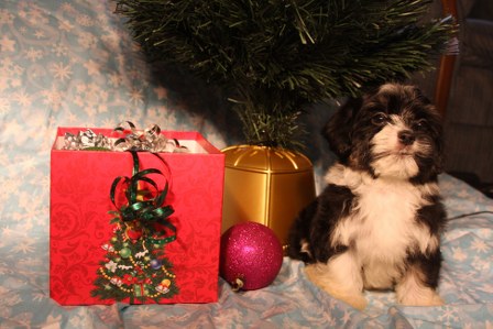 havanese-puppies